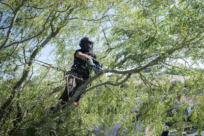 EGO 56V 30CM TOP HANDLE CHAINSAW